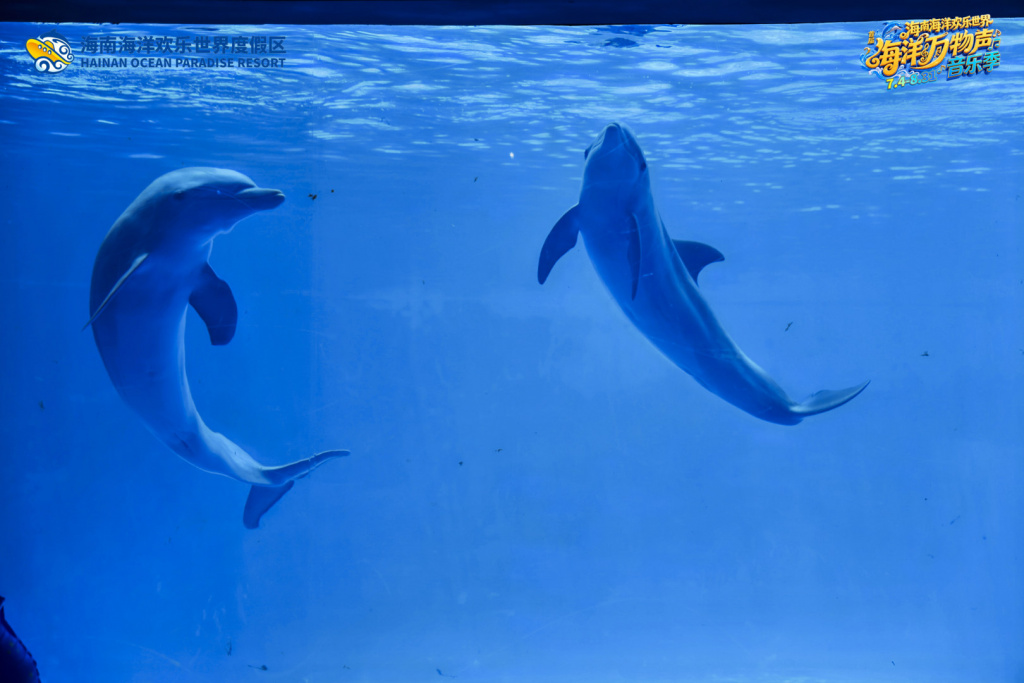Hainan Dolphin birthday 13.jpg