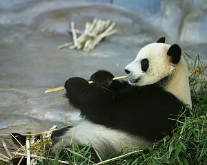 Hainan Tropical Wildlife Park and Botanical Garden