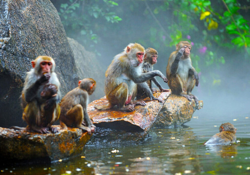 Nanwan Monkey Island Ecotourism Area