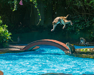 Nanwan Monkey Island Ecotourism Area