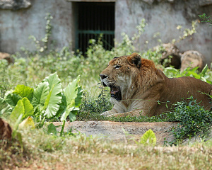 Hainan Tropical Wildlife Park and Botanical Garden