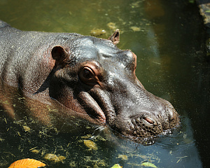 Hainan Tropical Wildlife Park and Botanical Garden